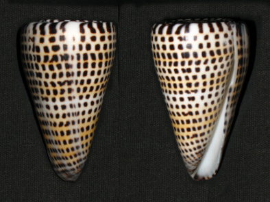  Conus litteratus (Literary Cone)